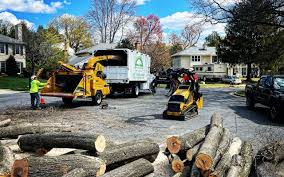 Reliable Anamosa, IA Tree Care  Solutions