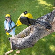 Tree and Shrub Care in Anamosa, IA